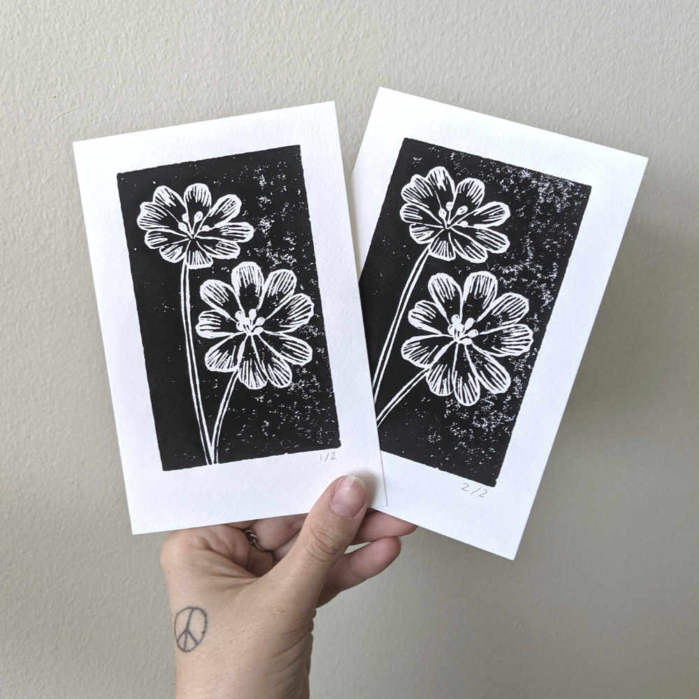 Lewisia / Flower Print