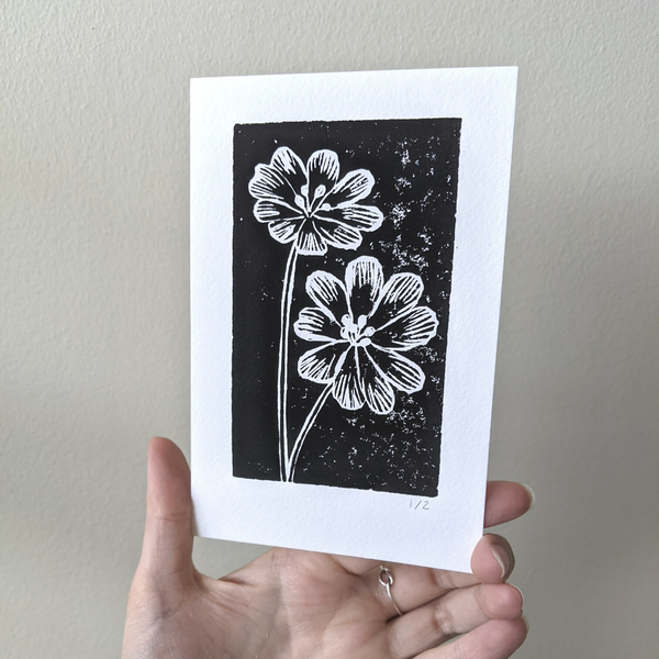 Lewisia / Flower Print